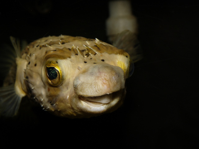 Very cute porcupine fish