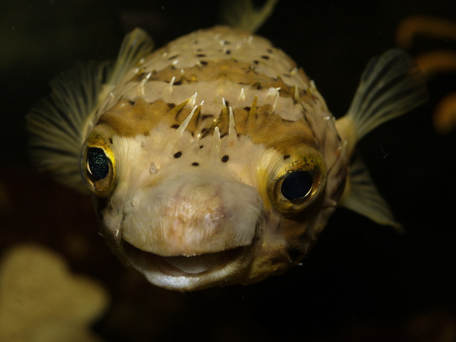 Porcupine fish portrait