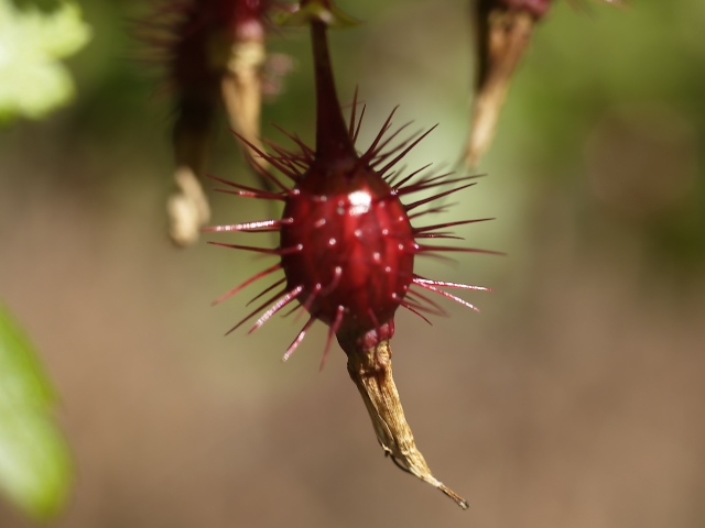 Red spiky thing