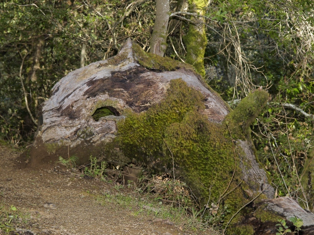 Wooden Whale?