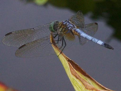 Dragonfly