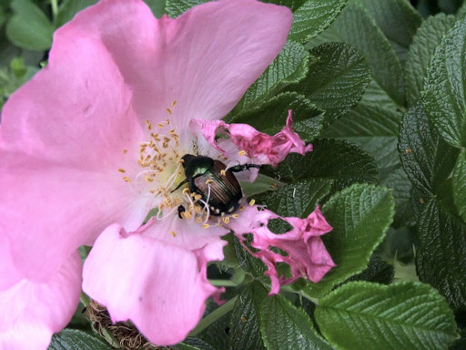 Japanese beetle