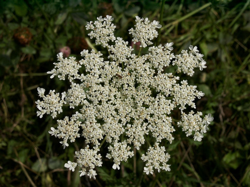 Tiny flowers