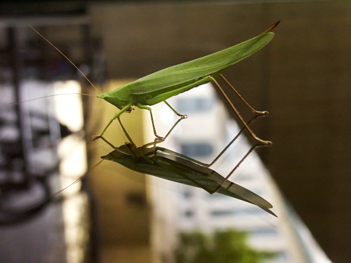 Katydid