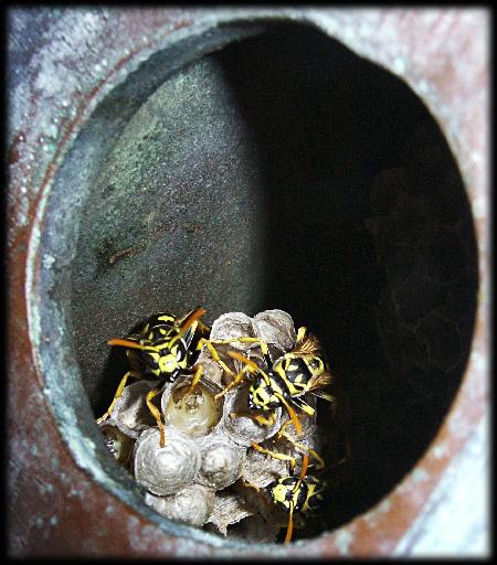 Polistes dominulus