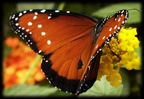 Danaus specimen