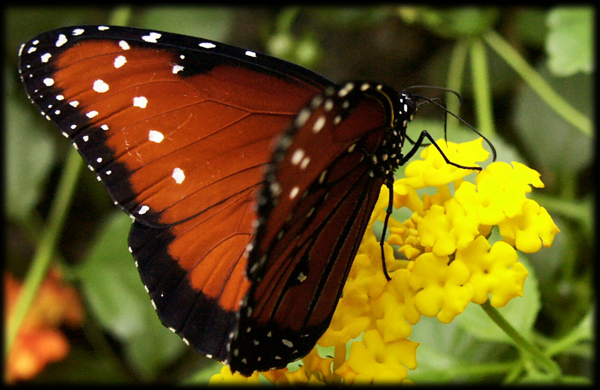 Danaus specimen