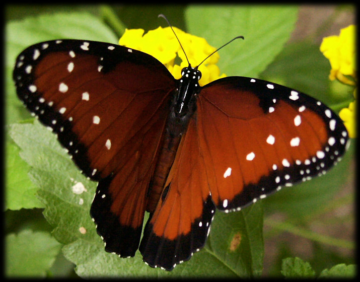 Danaus specimen