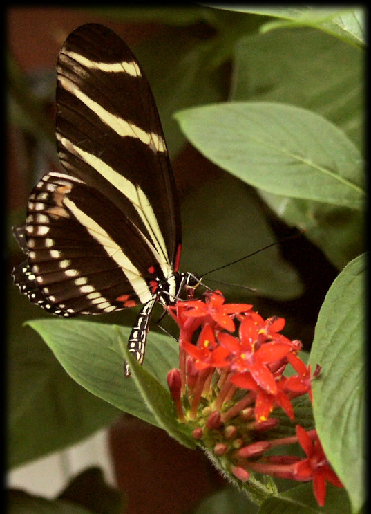 Zebra longwing