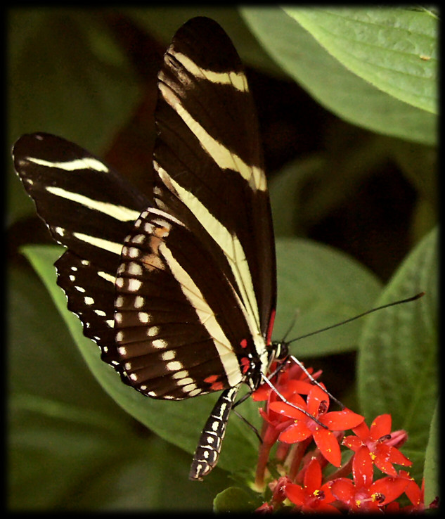 Zebra longwing