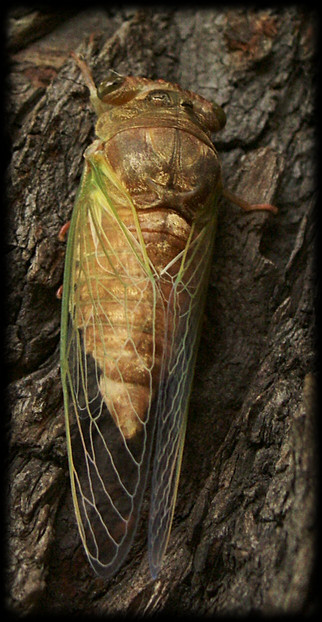 Cicada back