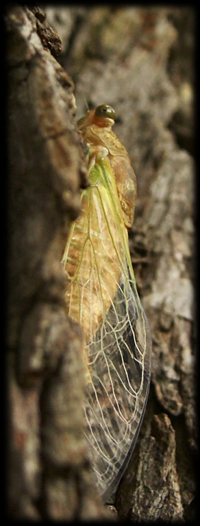 Side view of cicada