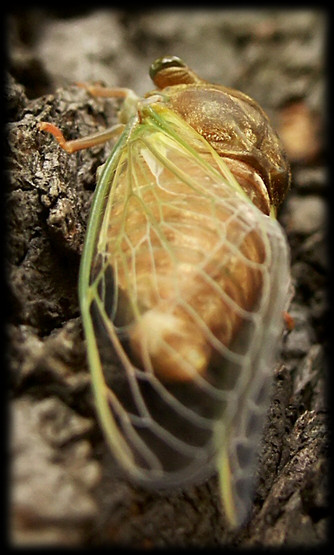 Cicada from back