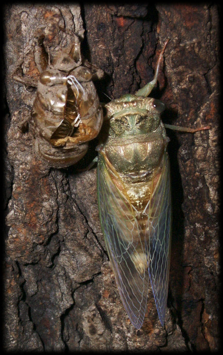 Cicada molt