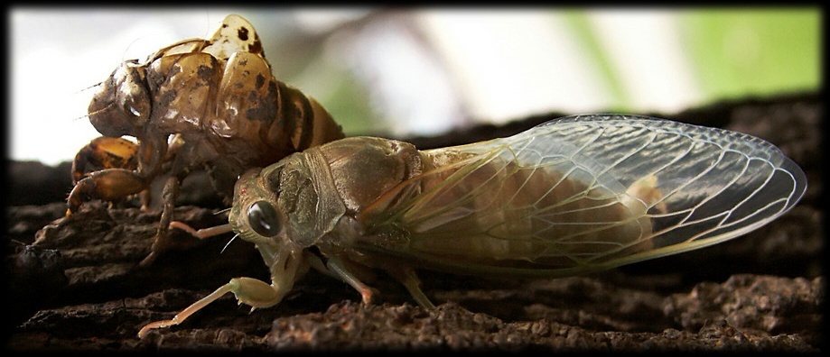 Cicada molt