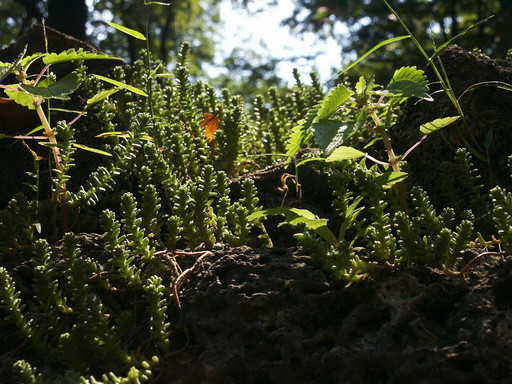 Miniature forest