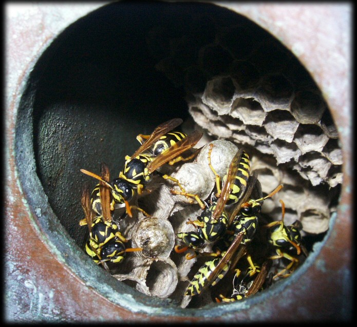 Polistes dominulus