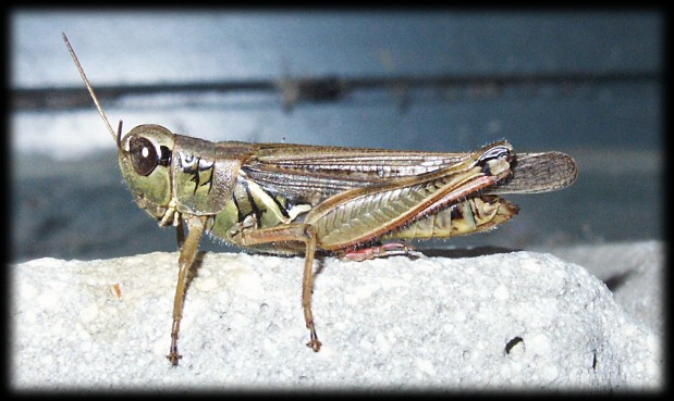 Grasshopper