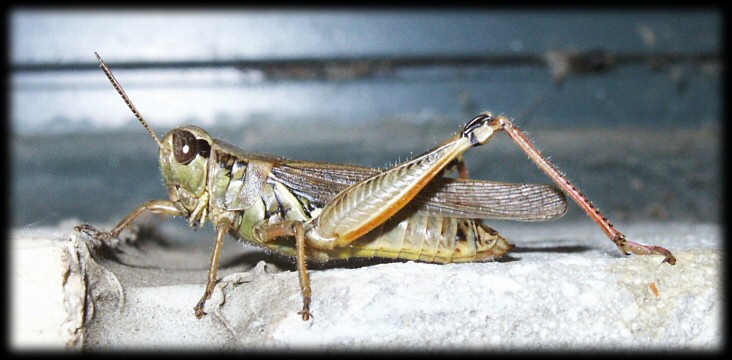 Grasshopper