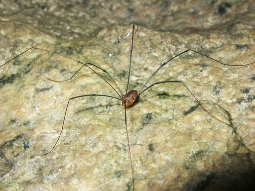 Harvestman