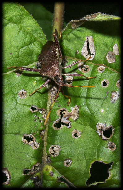 Leaf-footed bug