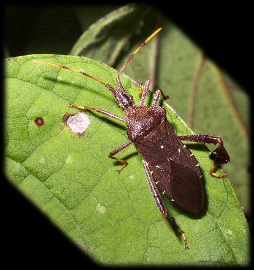 Leaf-footed bug