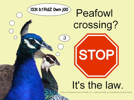 Peafowl get right of way