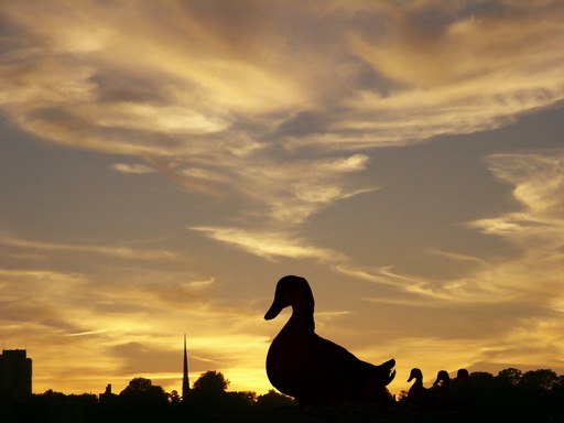 Sunset Beak