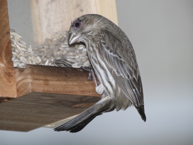 Sparrow ready to eat