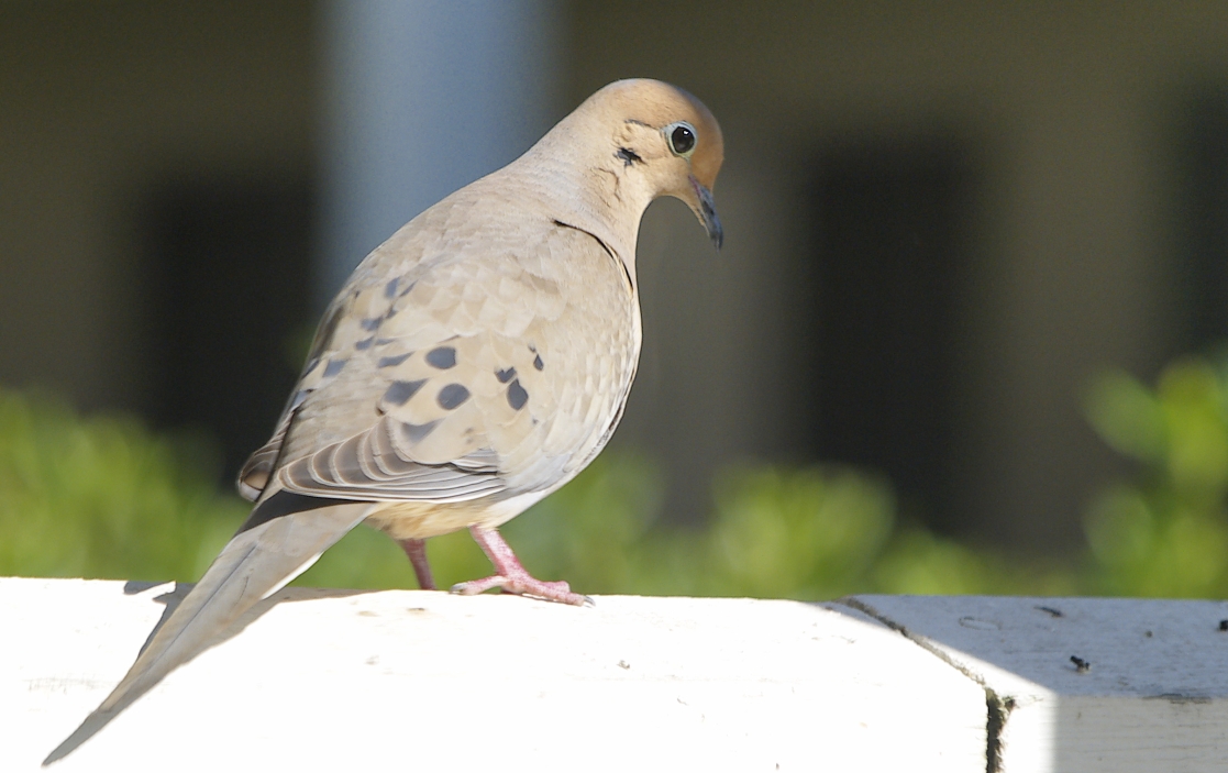 Mourning dove