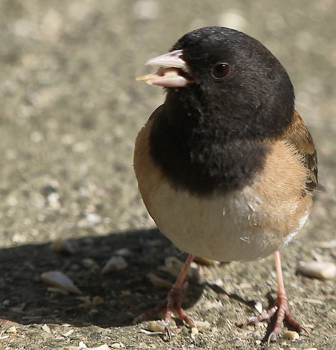 Dark-eyed junco