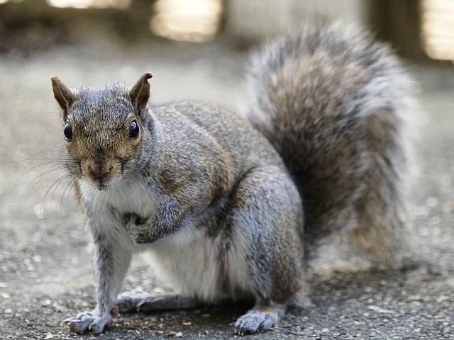 Squirrel looking at me