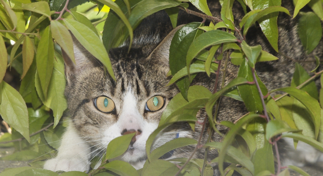 Ninja cat