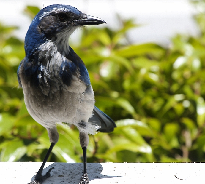 Western Scrub-jay