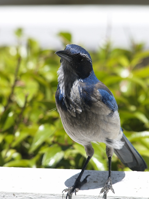 Western Scrub-jay