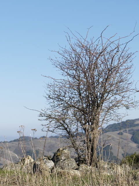 Tree and rocks