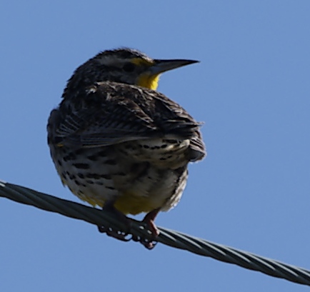 Bird on wire