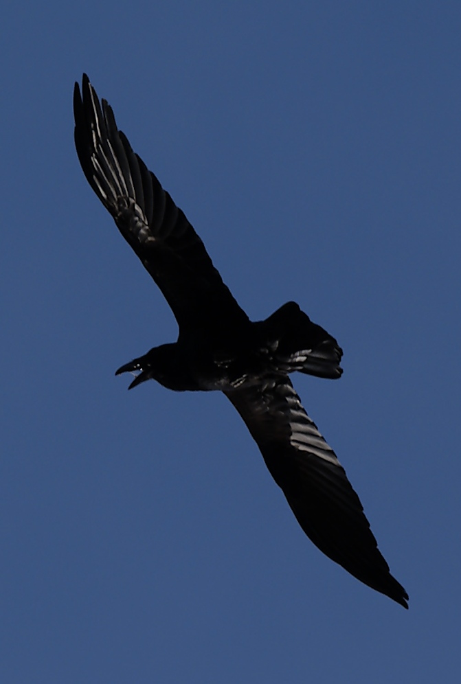 Raven in flight