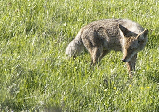 Coyote