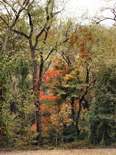 Tree wall