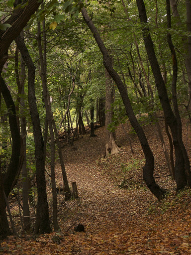 Path in the woods