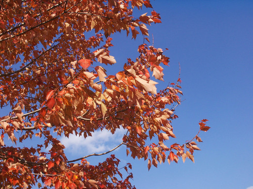 Red leaves