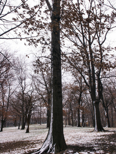 Snowy trees