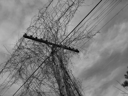 Branches on wires