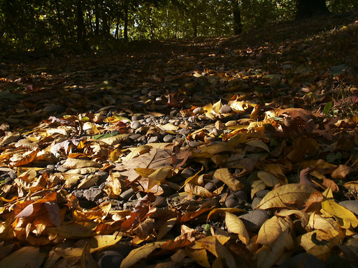 Autumn walk