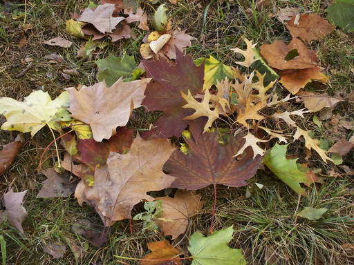 Colorful leaves