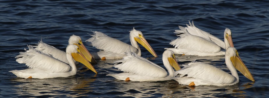 Pelicans