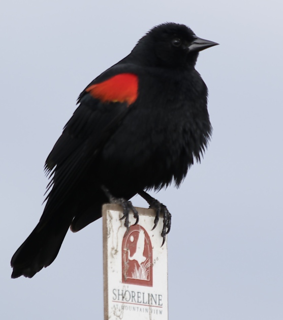 Red-winged blackbird