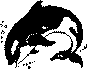 Orca