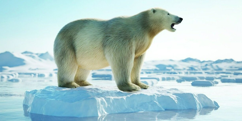 A polar bear is stranded on a hunk of ice in the middle of the water. The polar bear looks to be in distress. 
